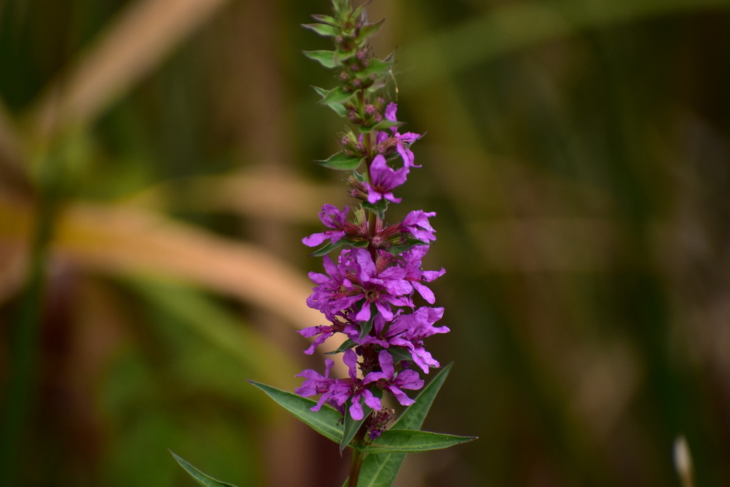 purple loosestrife from Barney Rd, Clifton Park, NY, US on September 23