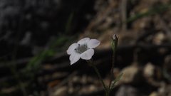 Saltugilia australis