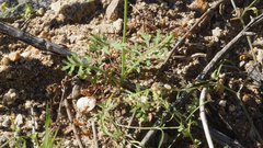 Saltugilia australis