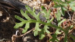 Saltugilia australis