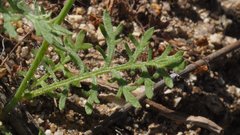 Saltugilia australis