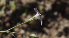 Saltugilia australis