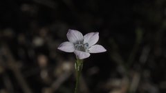 Saltugilia australis