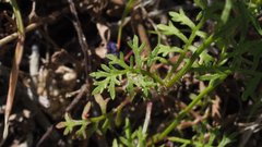 Saltugilia australis