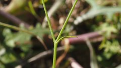 Saltugilia australis