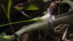 Saltugilia australis