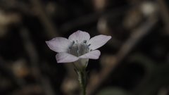 Saltugilia australis