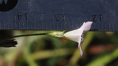 Saltugilia australis