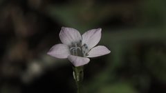 Saltugilia australis