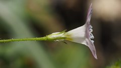 Saltugilia australis