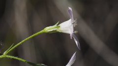 Saltugilia australis
