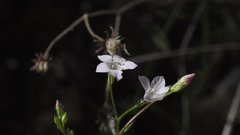 Saltugilia australis
