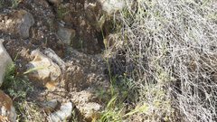 Saltugilia australis