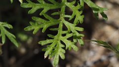 Saltugilia australis