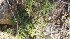 Saltugilia australis