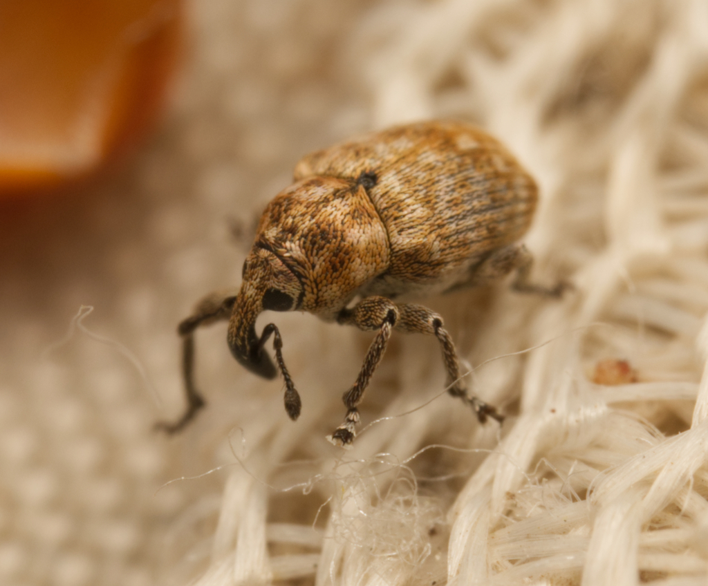 Cydmaea