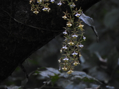 Epidendrum stamfordianum