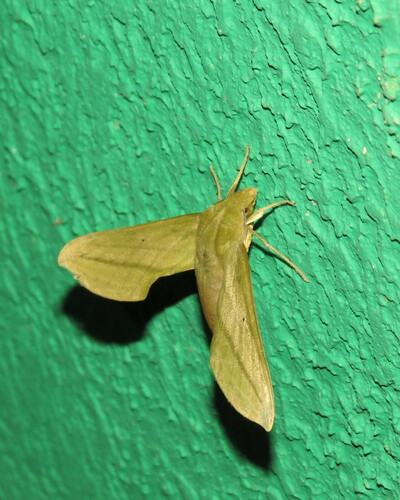Xylophanes elara