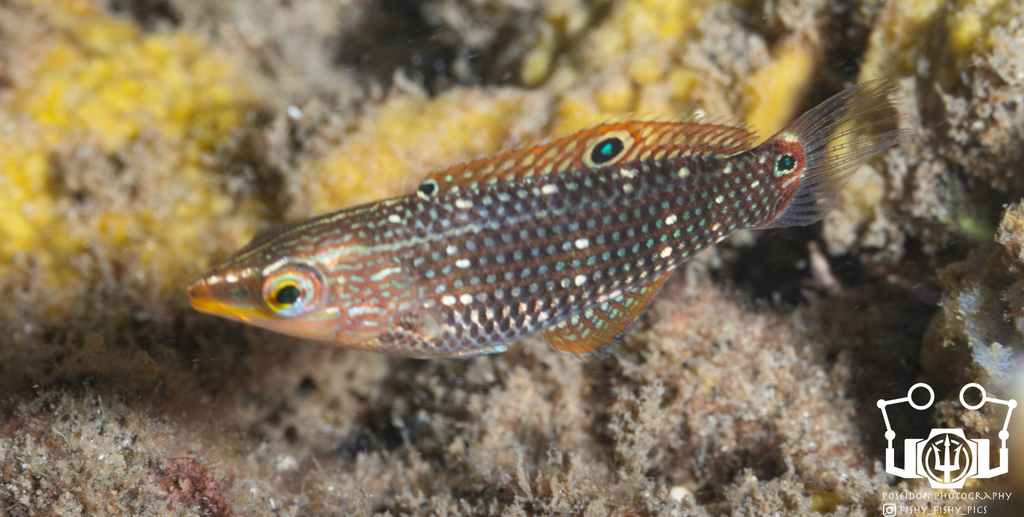 Argus Wrasse