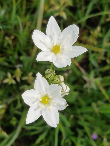 iNaturalist observation photo of white brodiaea