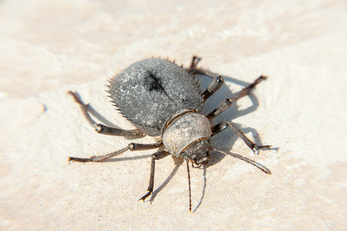 Urchin Beetle