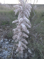 Tamarix dalmatica