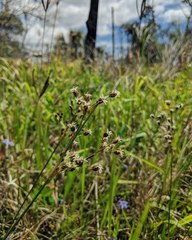 Fimbristylis caroliniana