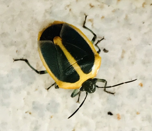Roferta marginalis
