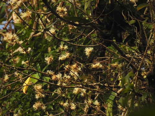 Alangium frutescens