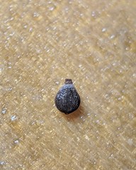 Fimbristylis caroliniana