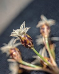 Fimbristylis caroliniana