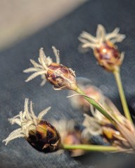 Fimbristylis caroliniana