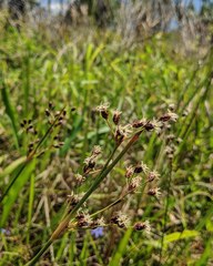 Fimbristylis caroliniana