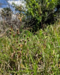 Fimbristylis caroliniana