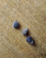 Fimbristylis caroliniana