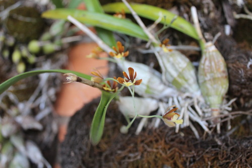 Prosthechea concolor, photograph 6