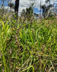 Fimbristylis caroliniana