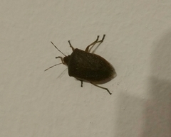 Nezara viridula