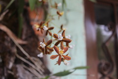 Prosthechea bicamerata