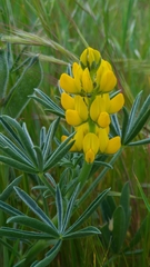 Lupinus luteus