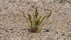 Festuca octoflora hirtella