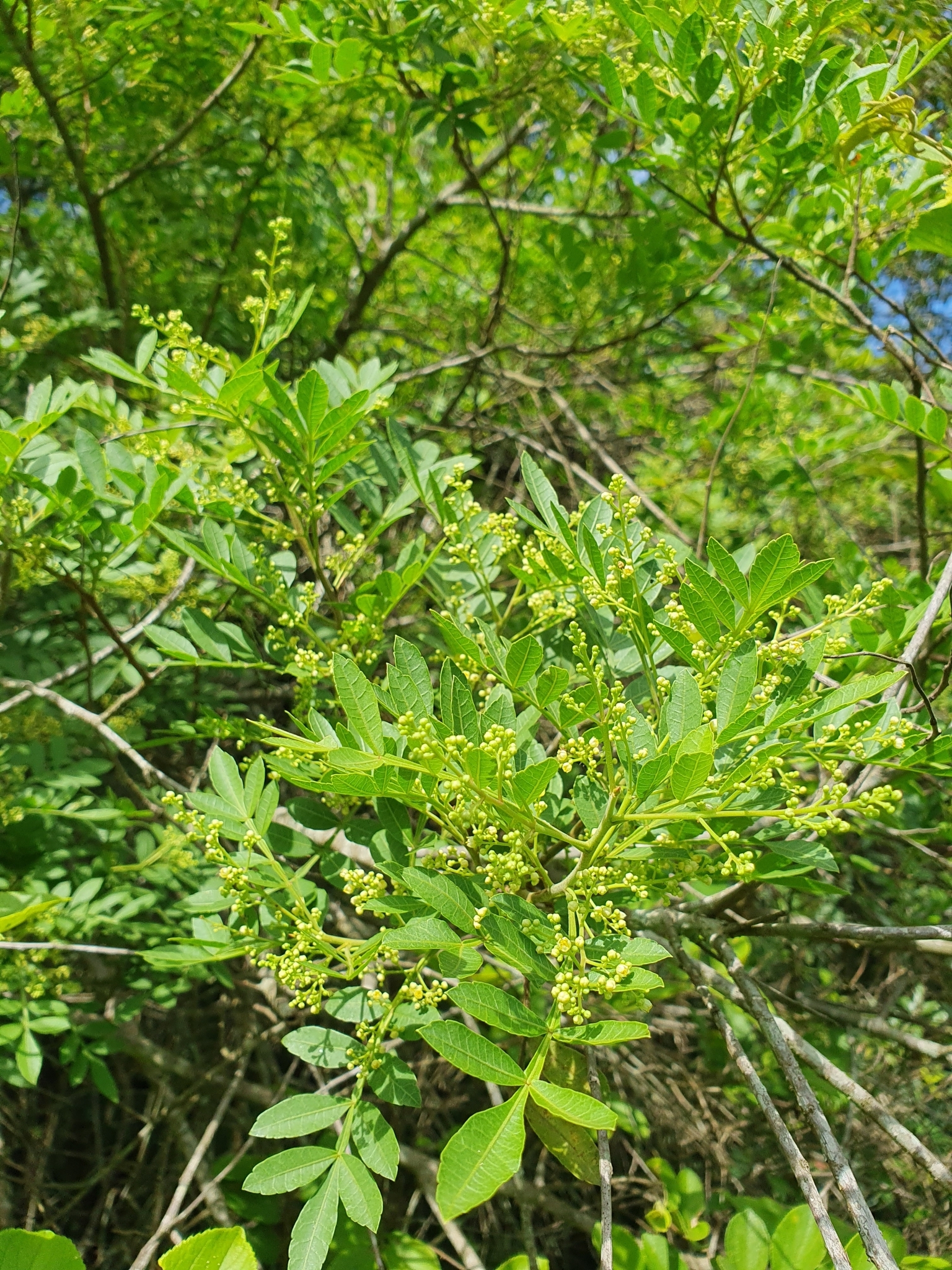 Schinus terebinthifolia