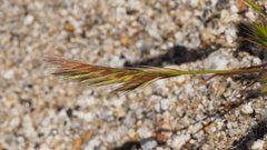 Festuca octoflora hirtella