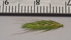 Festuca octoflora hirtella