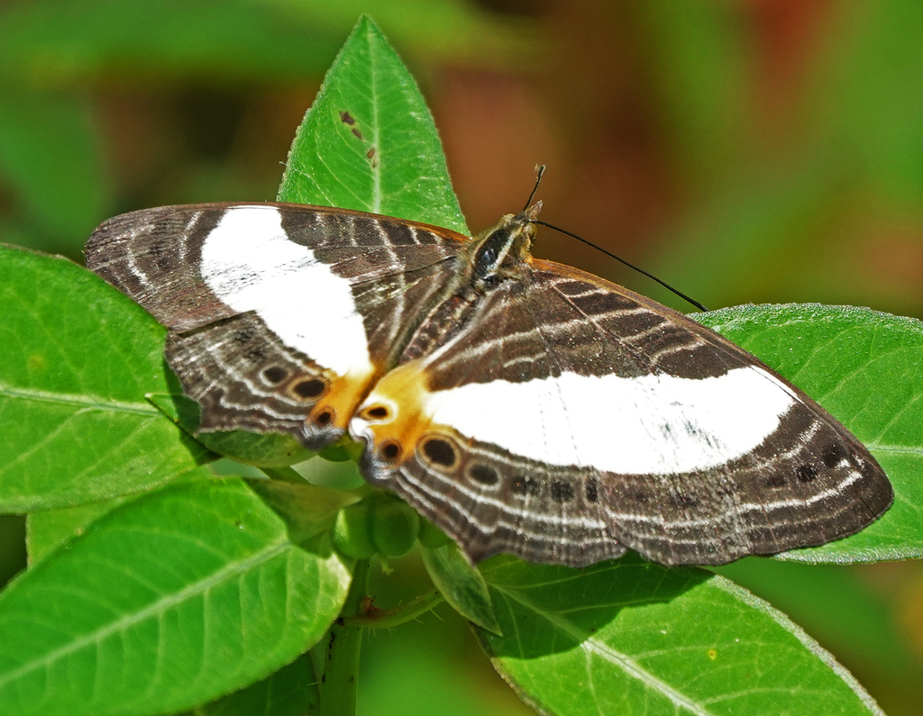 Godart's Map Butterfly from Bulolo District, Papua New Guinea on ...