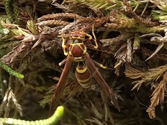 Polistes exclamans