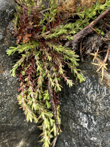 Galium corymbosum, photograph 5
