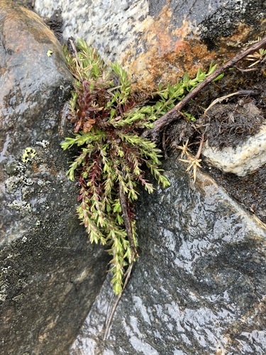 Galium corymbosum, photograph 6
