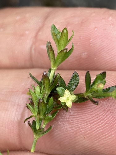 Galium corymbosum, photograph 4