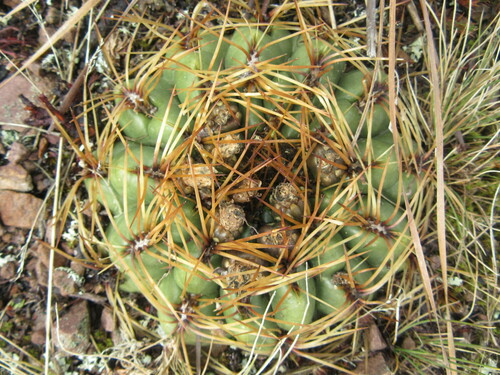 Oroya peruviana